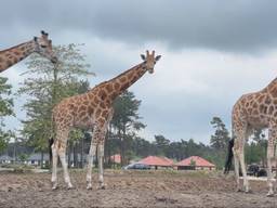 M'toto (links) is straks beschermd tegen het blauwtongvirus. (Beeld: Omroep Brabant)