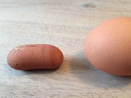 Het bijzondere eitje in verhouding tot een normaal ei (foto: Jacqueline van Boven).