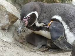 Het eerste pinguïnkuiken in Dierenrijk is geboren (filmpje:Dierenrijk)