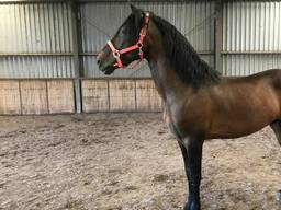 Hechicero, een van de paarden die door Rowan werden doorverkocht (foto: Désiree van Wijk).