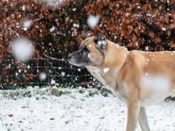 Genieten van de sneeuw in Overloon (foto: Albert Hendriks).