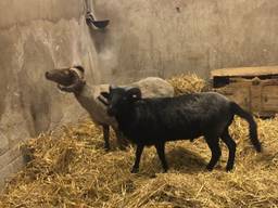 De dieren werden in de tuin van de shoarmazaak gevonden, maar verbleven ook in een schuur (foto: Comité Dierennoodhulp).