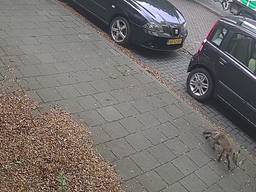 Mitch Gielen heeft maandag, op klaarlichte dag, een vos door zijn straat in het Eindhovense stadsdeel Tongelre zien lopen. Het beestje was op zoek naar voedsel.