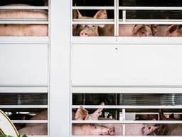 Varkens voor een varkensslachterij (foto: ANP).