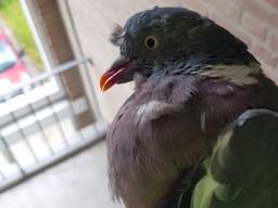 De duif die de ruit van het appartementencomplex aan diggelen vloog (foto: Dierenambulance Brabant-Zuidoost).