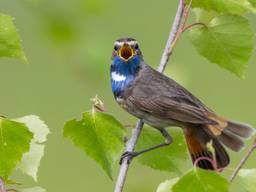 Regen brengt unieke vogels naar natuurgebied