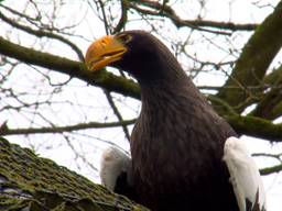 Ontsnapte zeearend zwerft al 5 dagen door Zoo Veldhoven (foto: Omroep Brabant).