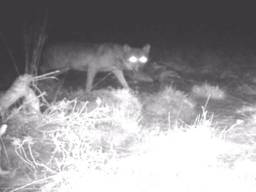 De wolf van de Strabrechtse Heide (Foto: NOS).