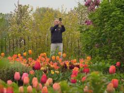 Tuin met 20.000 tulpen is een verborgen pareltje voor Amerikaanse toeristen