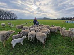 ‘Lente is begonnen’, lammetjes naar buiten na jaar vol verdriet