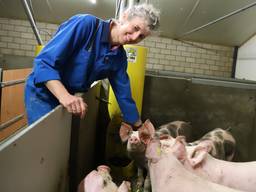 Boerin Janny Jans bij haar varkens.