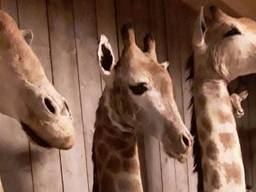 Opgezette giraffen gevonden bij handelaar (Foto: NVWA)