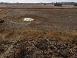 De Brabantse natuur heeft dorst: de Landschotse Heide met een bijna volledig verdwenen Witven (foto: Wim Hoogveld)
