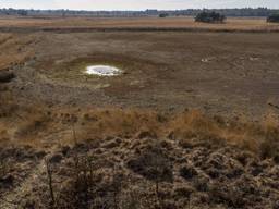 Droogte op Landschotse Heide met bijna verdwenen Witven (archieffoto 2020: Wim Hoogveld). 