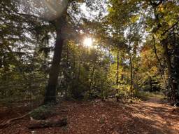 De zon breekt door in het Mastbos in Breda (foto: Henk Voermans).