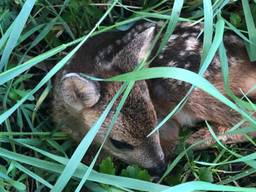 Reekalfjes in het gras (foto; Erik de Jonge). 