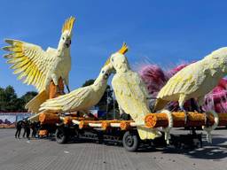 Een corsowagen in Zundert (foto: Omroep Brabant).