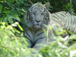 Tijger Asia gaat naar Frankrijk (foto: ZooParc Overoon/Ronald Raijmakers).