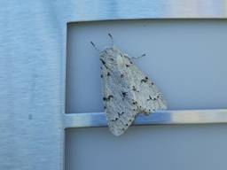 De vlinder met de opvallende naam schaapje (foto: Martien van Helmond).