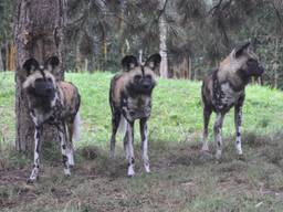 ZooParc Overloon verwelkomt nieuwe bewoners: drie Afrikaanse wilde honden