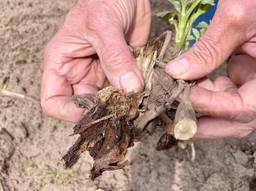 Meer dan de helft van de dahlia's is verrot