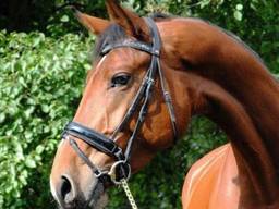 Paardenhandelaar gaat de cel in vanwege witwassen (foto: archief).