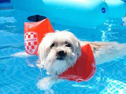 Het hondje van Lucy de Wit koelt veilig af in het water met de Omroep Brabant-zwembandjes.