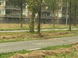 De schade op de weg en een beschadigde boom herinneren aan het ongeluk (foto: Imke van de Laar)