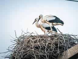 De jongen lieten zich mooi fotograferen (foto: John van Lierop).