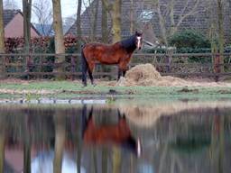 Foto ter illustratie, niet het bewuste paard uit het verhaal (archieffoto).