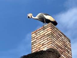 De kraanvogel zat op de schoorsteen bij Marjo 