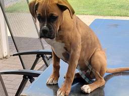 De boxer Len (Foto: Familie van de Ven).