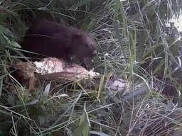 Bever in de achtertuin (foto: Erlinde Daniels).