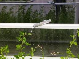 De 'bom', die Hans vond, vastgeplakt aan het raam van zijn appartement (foto: Hans).