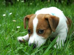 Een Jack Russell (foto: Peter Harrison/Flickr).