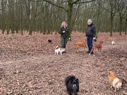 Gezellig druk in Brabantse bossen: 'Shoppen doen we sowieso niet met Kerst'