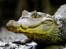 Twee brilkaaimannen krijgen een nieuw thuis (foto: ZooParc Overloon).