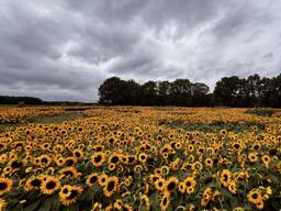 De zonnebloemen in Etten-Leur steken mooi af tegen de zwaarbewolkte lucht (foto: Henk Voermans).