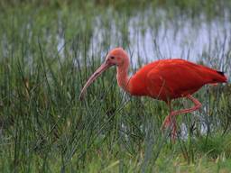 De rode ibis bij Vught (foto: Fleur Kuipers).