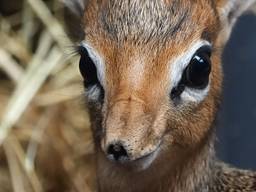 Bibi, de Kirk's dikdik.