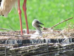Een van de jongen in de tuin van Frans (foto: Frans van den Heuvel).
