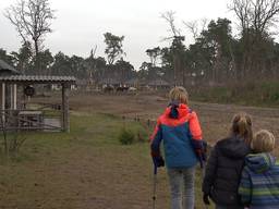 Het is druk in het Safari Resort van de Beekse Bergen.