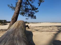 Het is rustig bij de Loonse en Drunense Duinen (foto: Dirk Verhoeven).