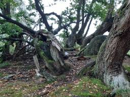 De kruin van een ondergestoven eikenboom (foto: Jan Schilders).