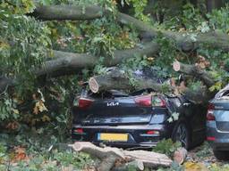 Een boom verpletterde in oktober dertien auto's in Hoeven.