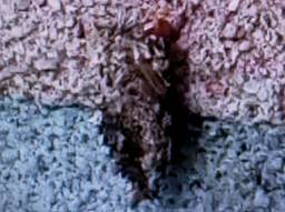 Een kokerjuffer is de larve van een schietmot (afbeelding: Pien van Dijk).
