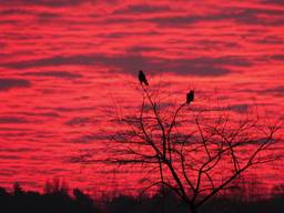 Fraai morgenrood op deze zaterdagochtend (foto: Ben Saanen).