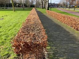 Boxtel moet bezuinigen en wil daarom heggen weghalen om te besparen op het onderhoud