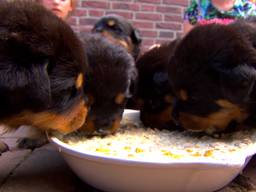 Hond Roxy kreeg 15 puppies: 'Panieknaanval na de bevalling' 
