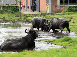 De waterbuffels nemen een frisse duik
